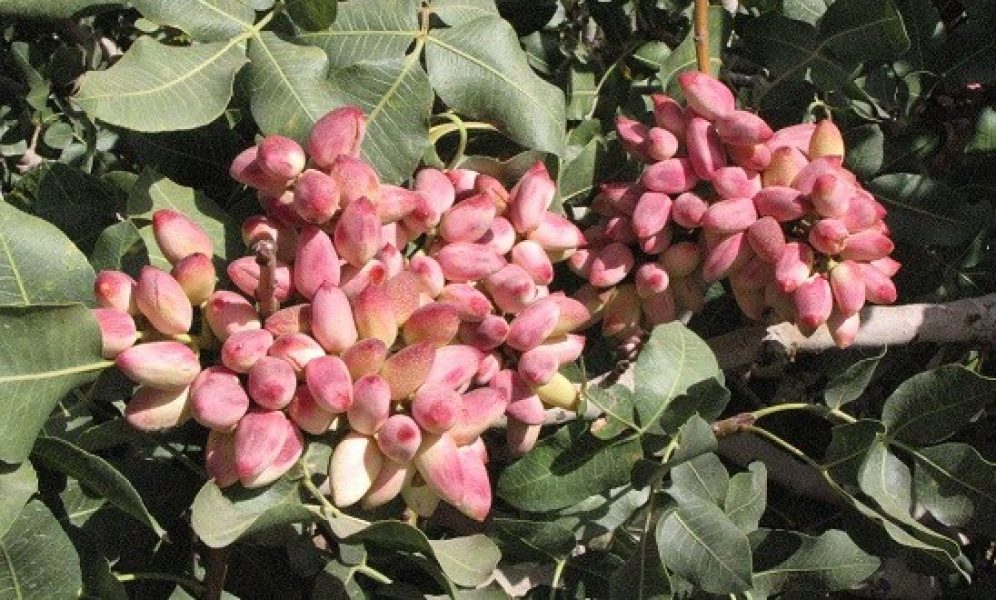 جزئیات طرح استفاده از اسید تولیدی مجتمع مس سرچشمه برای باغات پسته جزئیات طرح استفاده از اسید تولیدی مجتمع مس سرچشمه برای باغات پسته