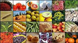 برنامه توزیع کالای اساسی برای تنظیم بازار