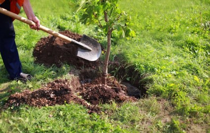 کشت ۲۱ هزار اصله نهال توسط شرکت معدنی و صنعتی گل گهر