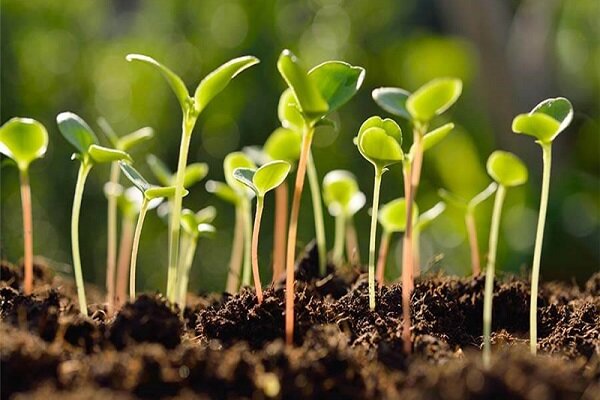راه‌اندازی شتاب‌دهنده تخصصی «سرای سبز» در سرای نوآوری واحد مبارکه