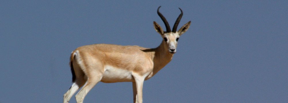 Mines Threaten Khuzestan Wildlife