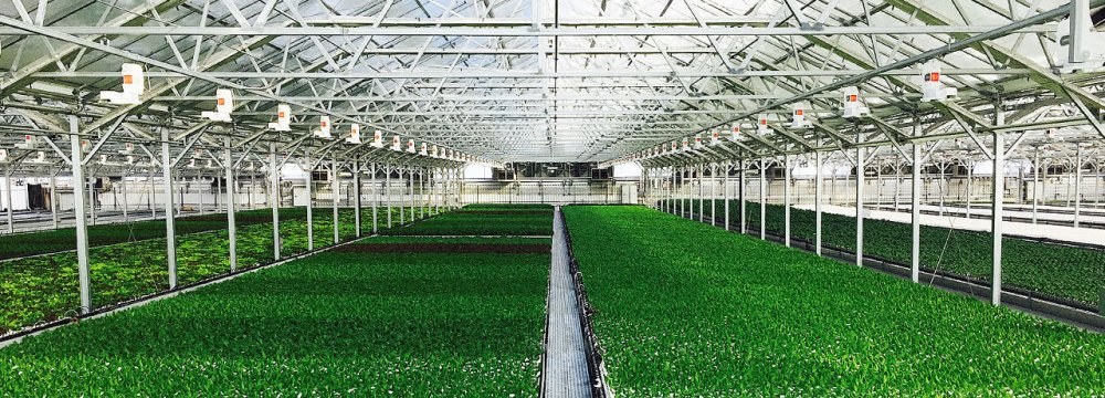 Greenhouse Cultivation in Iran Up 38%