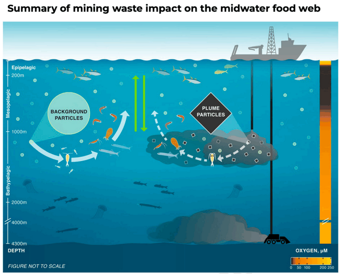 Study warns deep-sea mining waste threatens marine food chain Study warns deep-sea mining waste threatens marine food chain