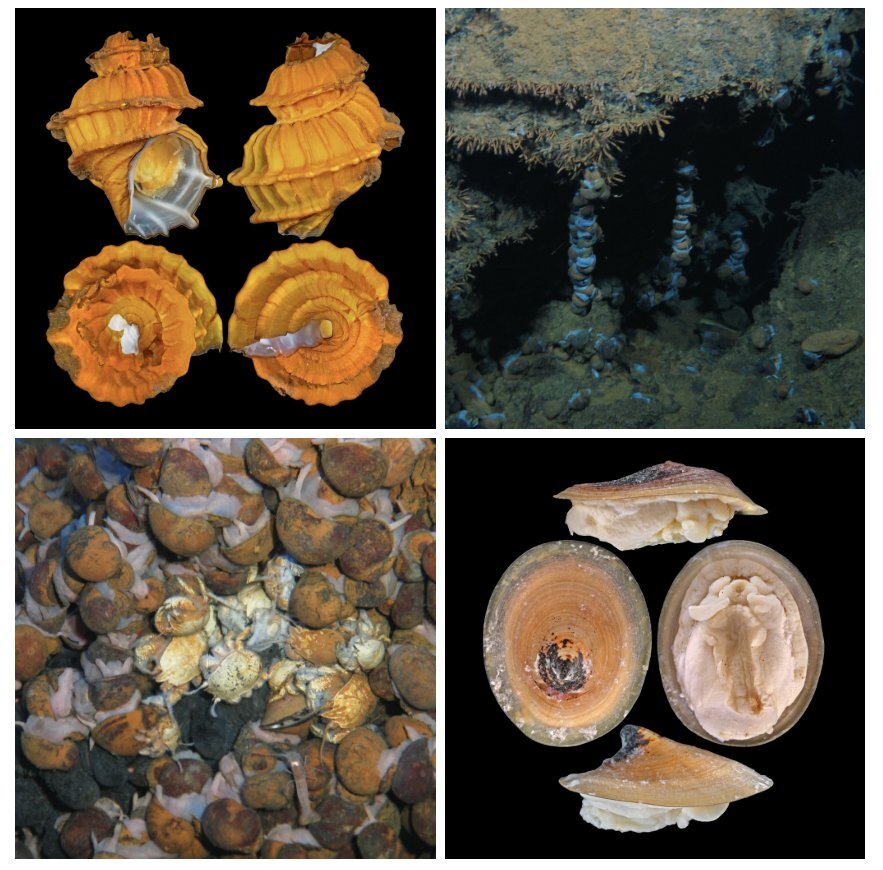 Deep-sea mining threatens 60% of vent species: IUCN Deep-sea mining threatens 60% of vent species: IUCN