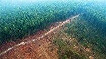 نقش اول جنگل زدایی ناشی از استخراج معادن متعلق به کدام کشور است؟